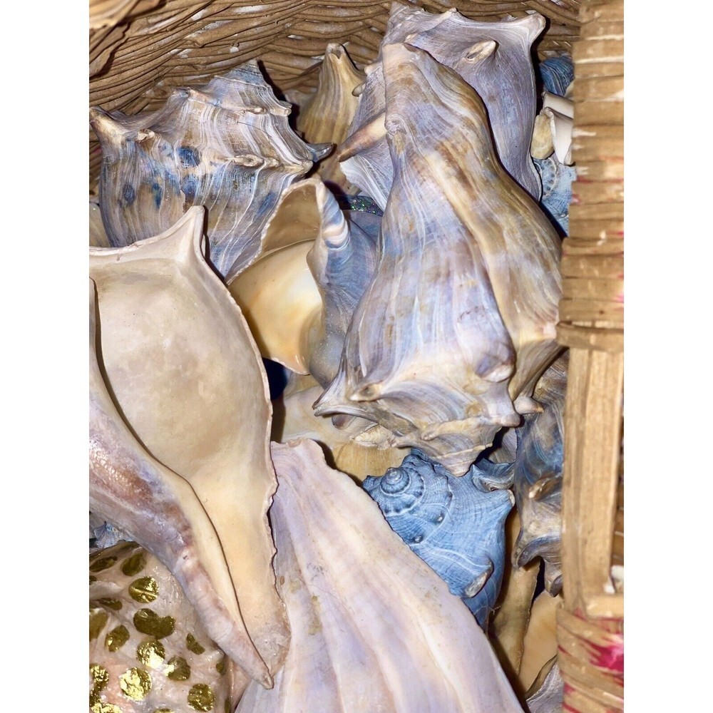 Gift Bag Of Beautiful Seashells Sourced From Coastal SE Georgia And NE Florida - Picture 16 of 16